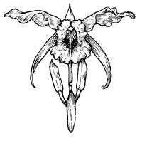 Cover of Orchids
