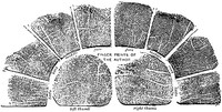 Cover of Finger prints