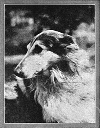 Cover of Lad: A Dog