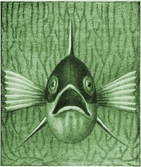 Cover of Einheimische Fische; Die Süßwasserfische unsrer Heimat