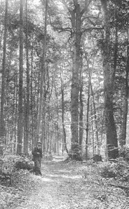 Cover of Michigan Trees: A Handbook of the Native and Most Important Introduced Species