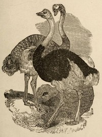 Cover of The Practical Ostrich Feather Dyer