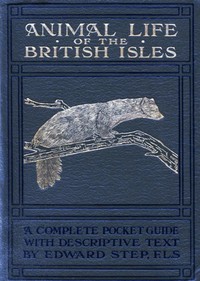 Cover of Animal life of the British Isles : $b a pocket guide to the mammals, reptiles and batrachians of wayside and woodland
