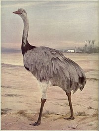 Cover of Birds Illustrated by Color Photography, Vol. 3, No. 5
