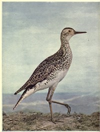 Cover of Birds Illustrated by Color Photography, Vol. 3, No. 4.