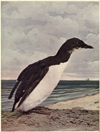 Cover of Birds Illustrated by Color Photography, Vol. 3, No. 6, June 1898