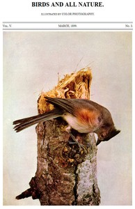 Cover of Birds and All Nature, Vol. 5, No. 3, March 1899 Illustrated by Color Photography