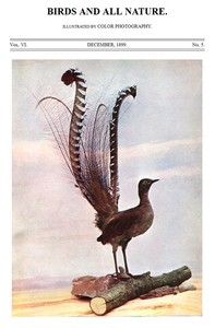 Cover of Birds and All Nature, Vol. 6, No. 5, December 1899 Illustrated by Color Photography