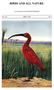 Cover of Birds and All Nature, Vol. 7, No. 4, April 1900