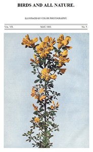 Cover of Birds and All Nature, Vol. 7, No. 5, May 1900 Illustrated by Color Photography
