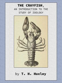 Cover of The Crayfish: An Introduction to the Study of Zoology.